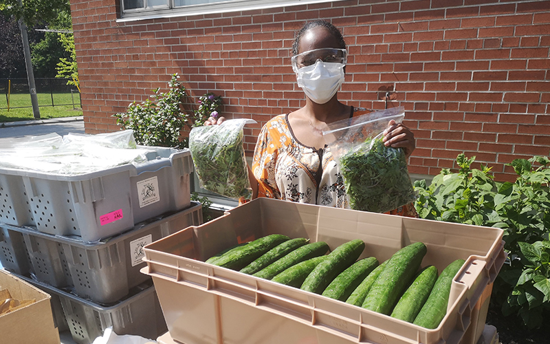 Volunteer packaging with crates of cucumbers and herbs